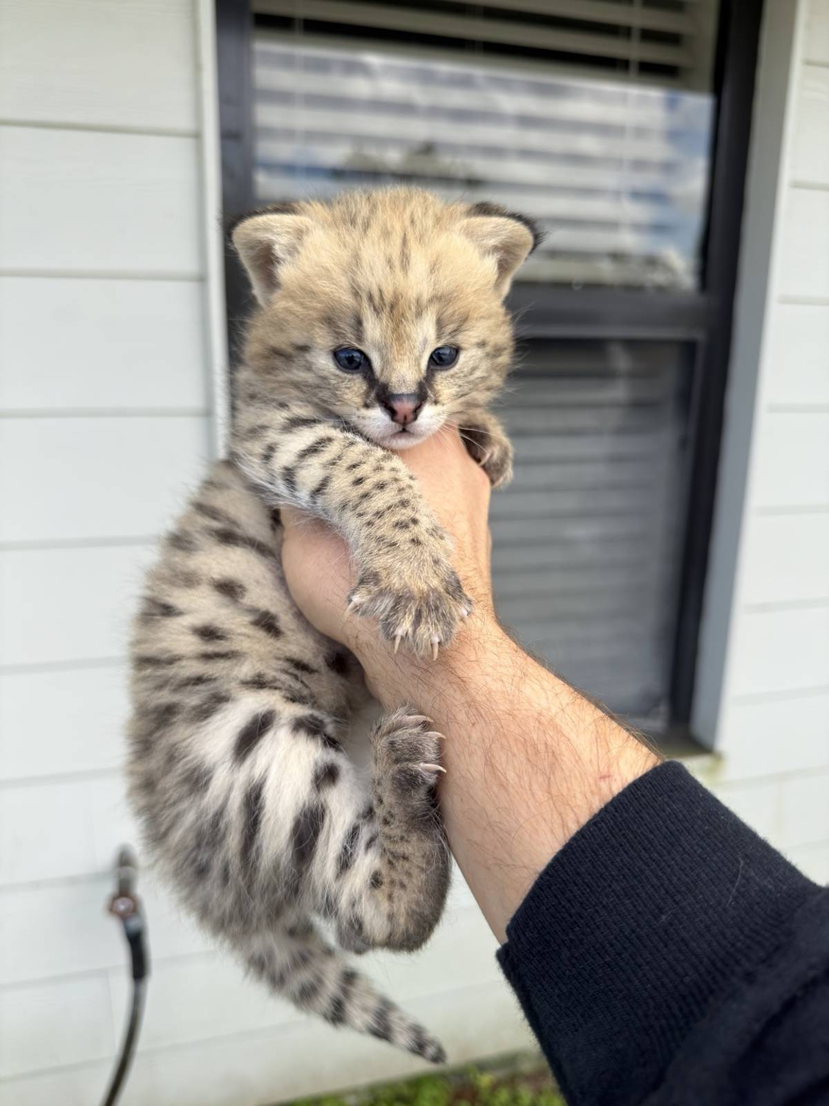 Serval Cub Encounter