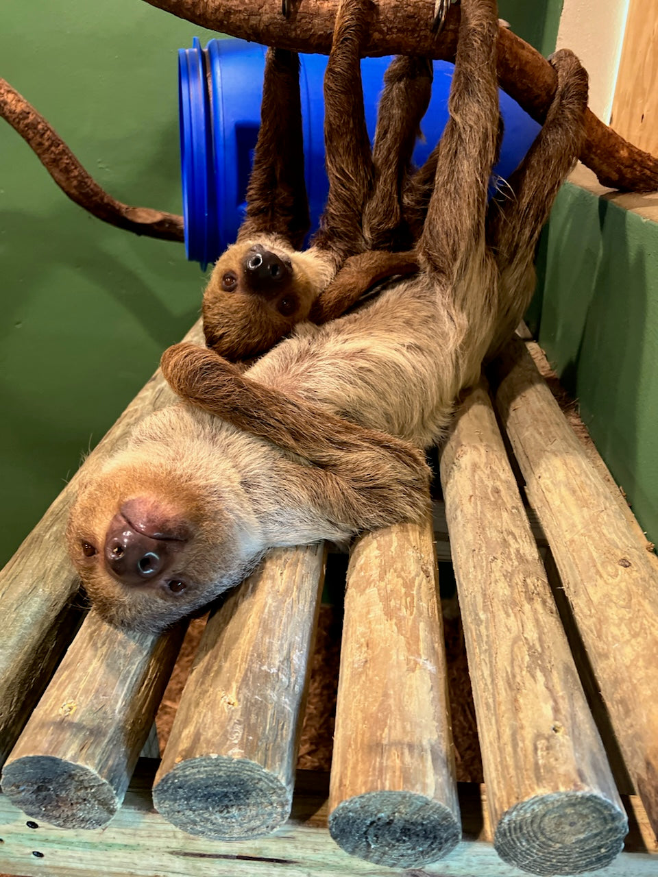 Sponsor Suki, Sid, Bean, & Bean Jr - Two Toed Sloths