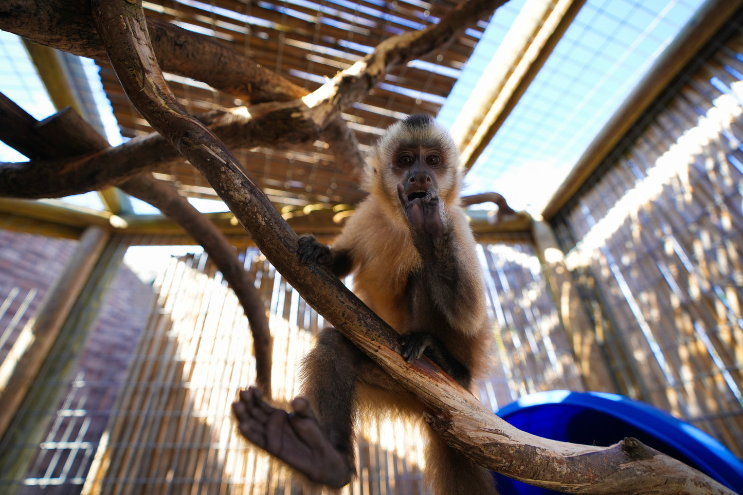 Sponsor Theo - Capuchin Monkey