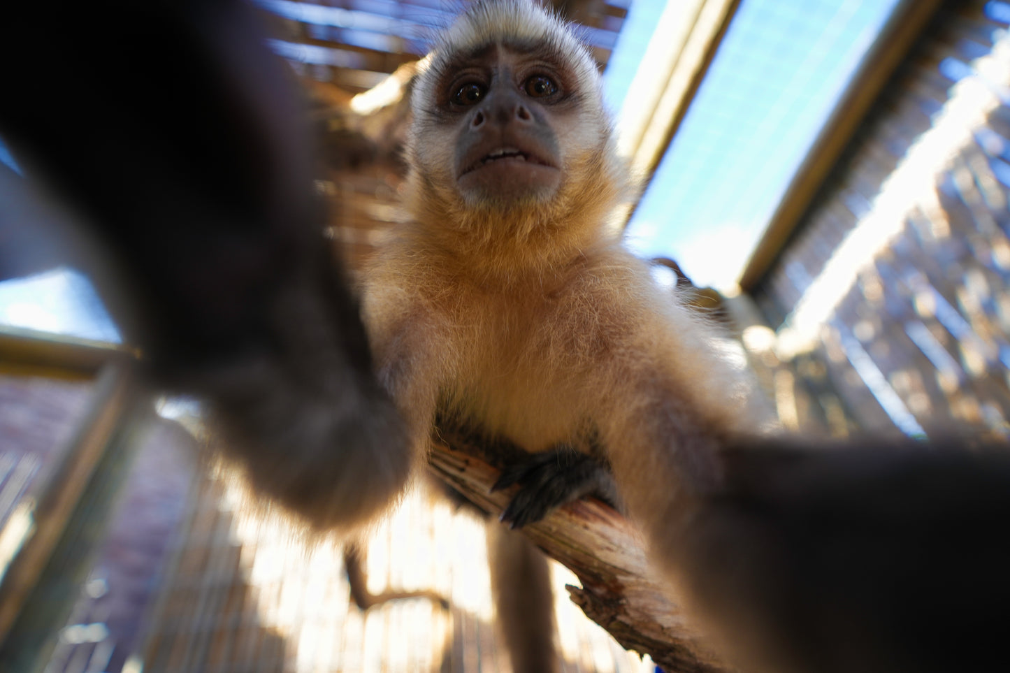 Sponsor Theo - Capuchin Monkey