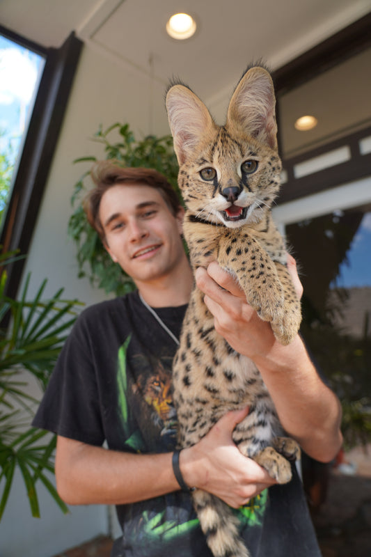Serval Cub Encounter