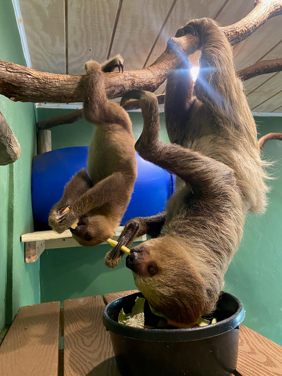 Sponsor Suki, Sid, Bean, & Bean Jr - Two Toed Sloths