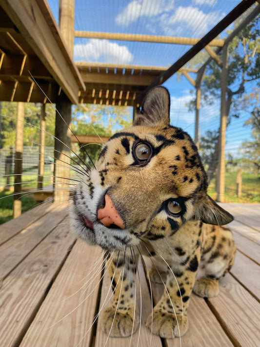 Sponsor Ollie - Clouded Leopard