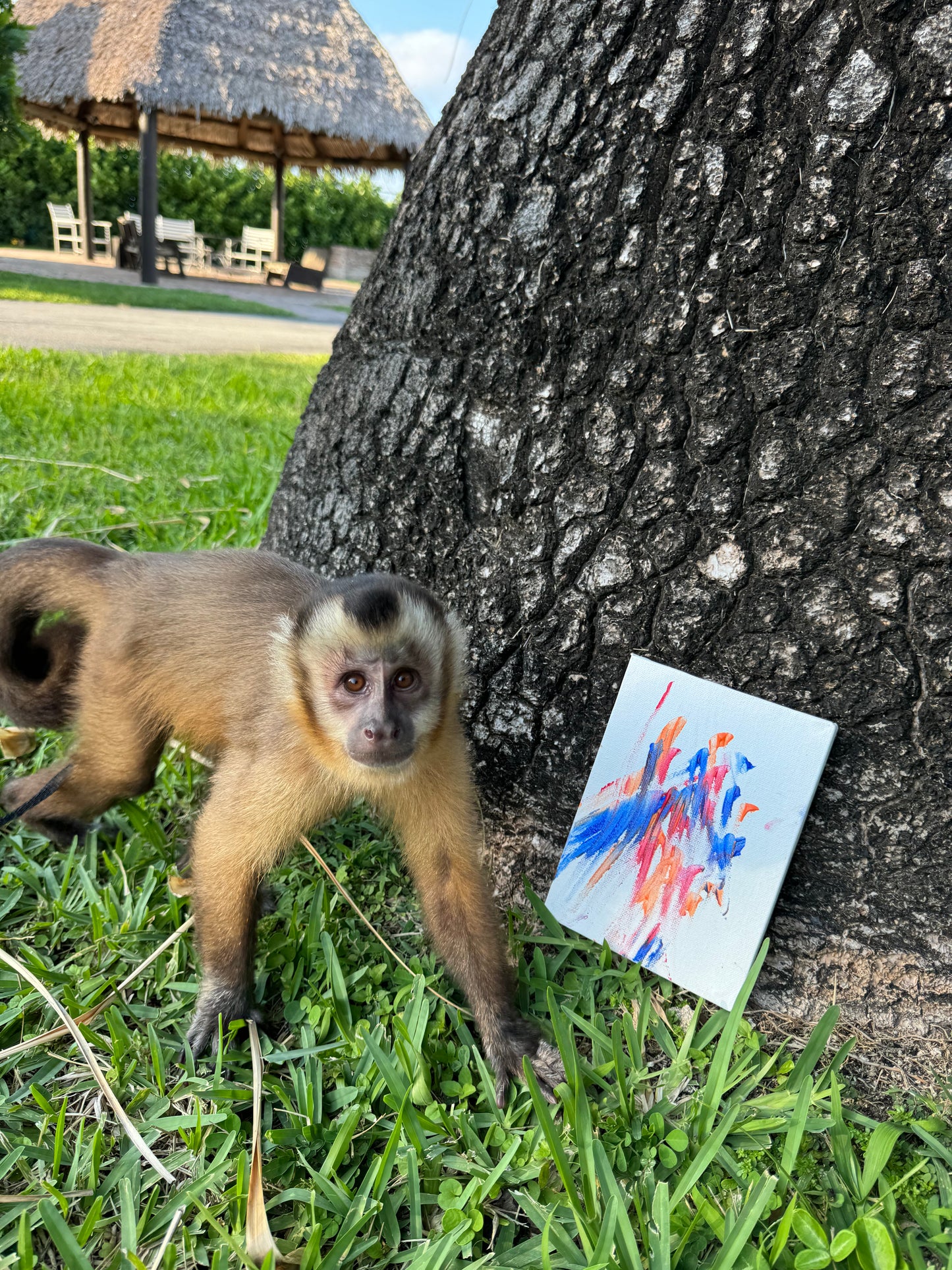 Capuchin Monkey Artwork