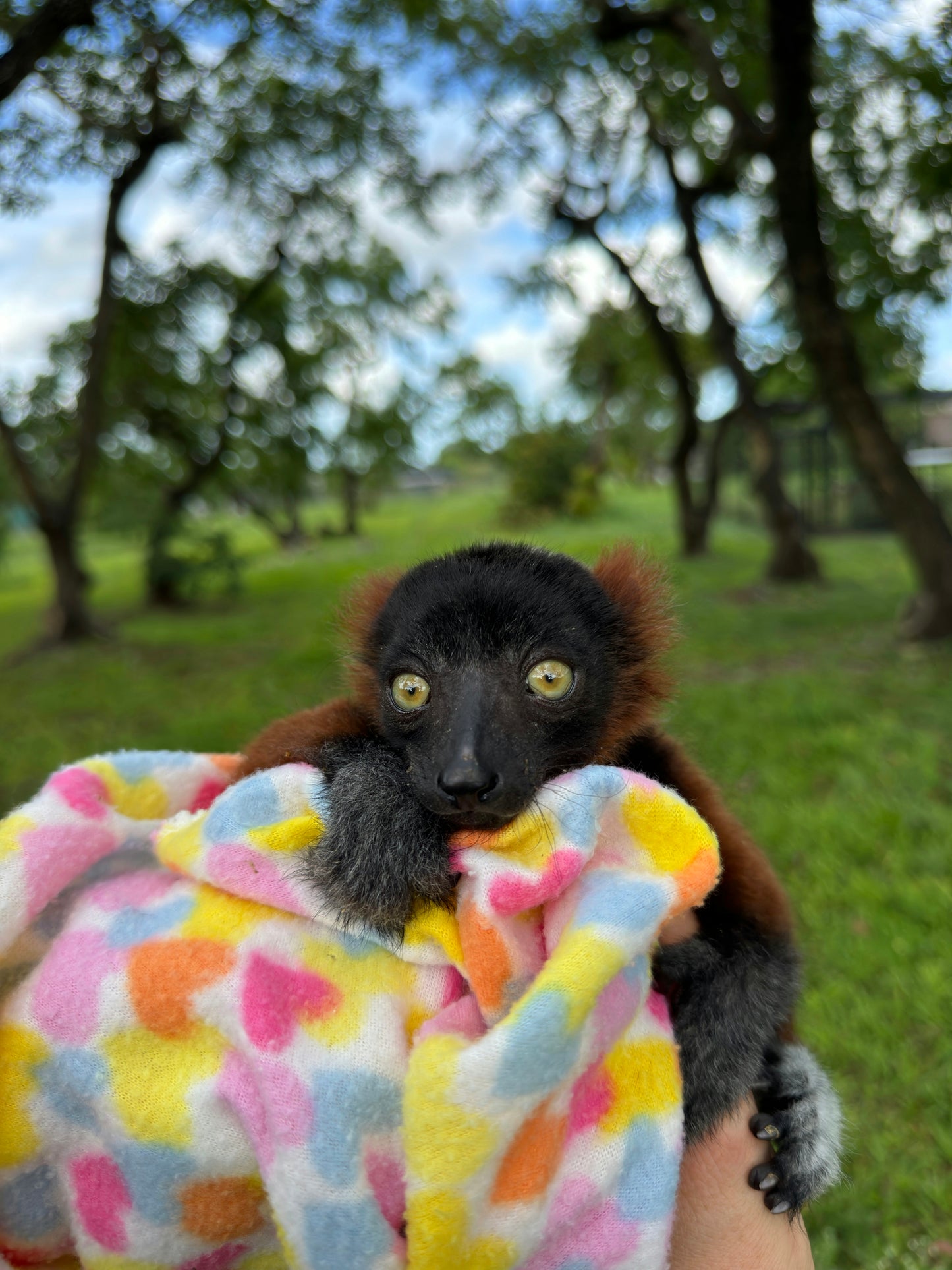 Lemur Encounter