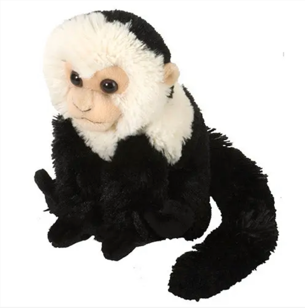 Mini Capuchin Monkey