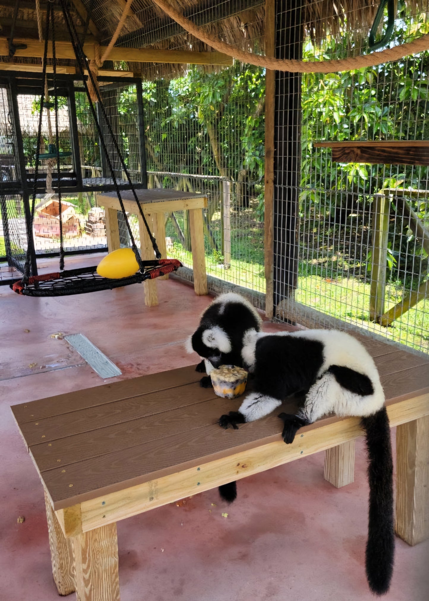 Sponsor Rufus & Ru - Black and White Ruffed Lemurs