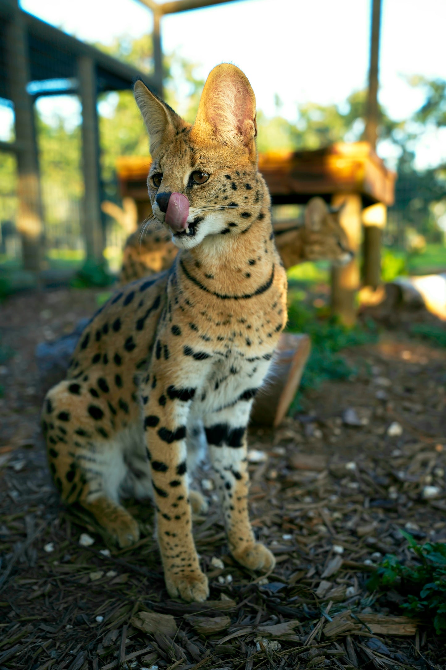 Sponsor Cheech, Chong, China - Serval Cats