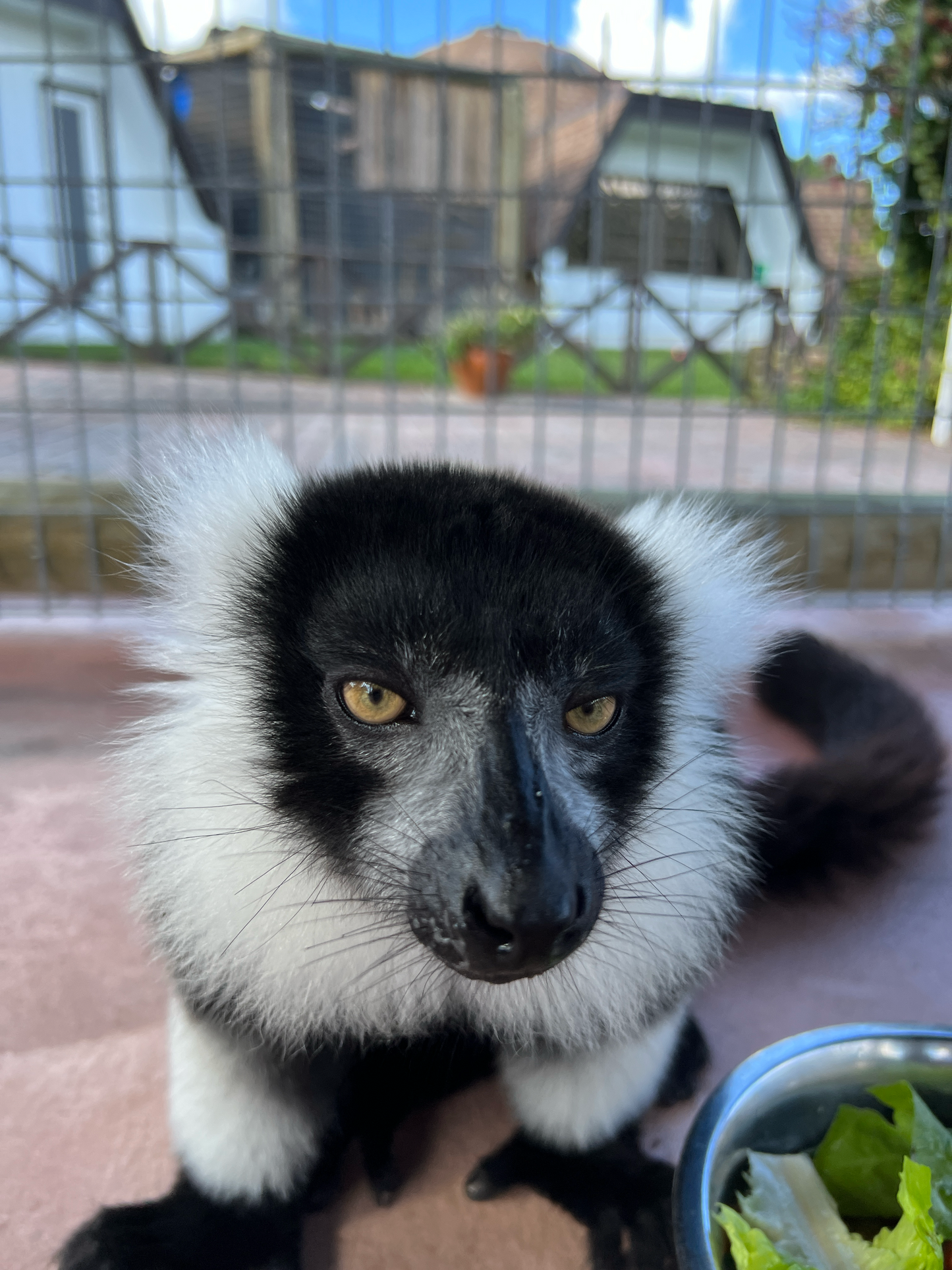 Sponsor Rufus & Ru - Black and White Ruffed Lemurs