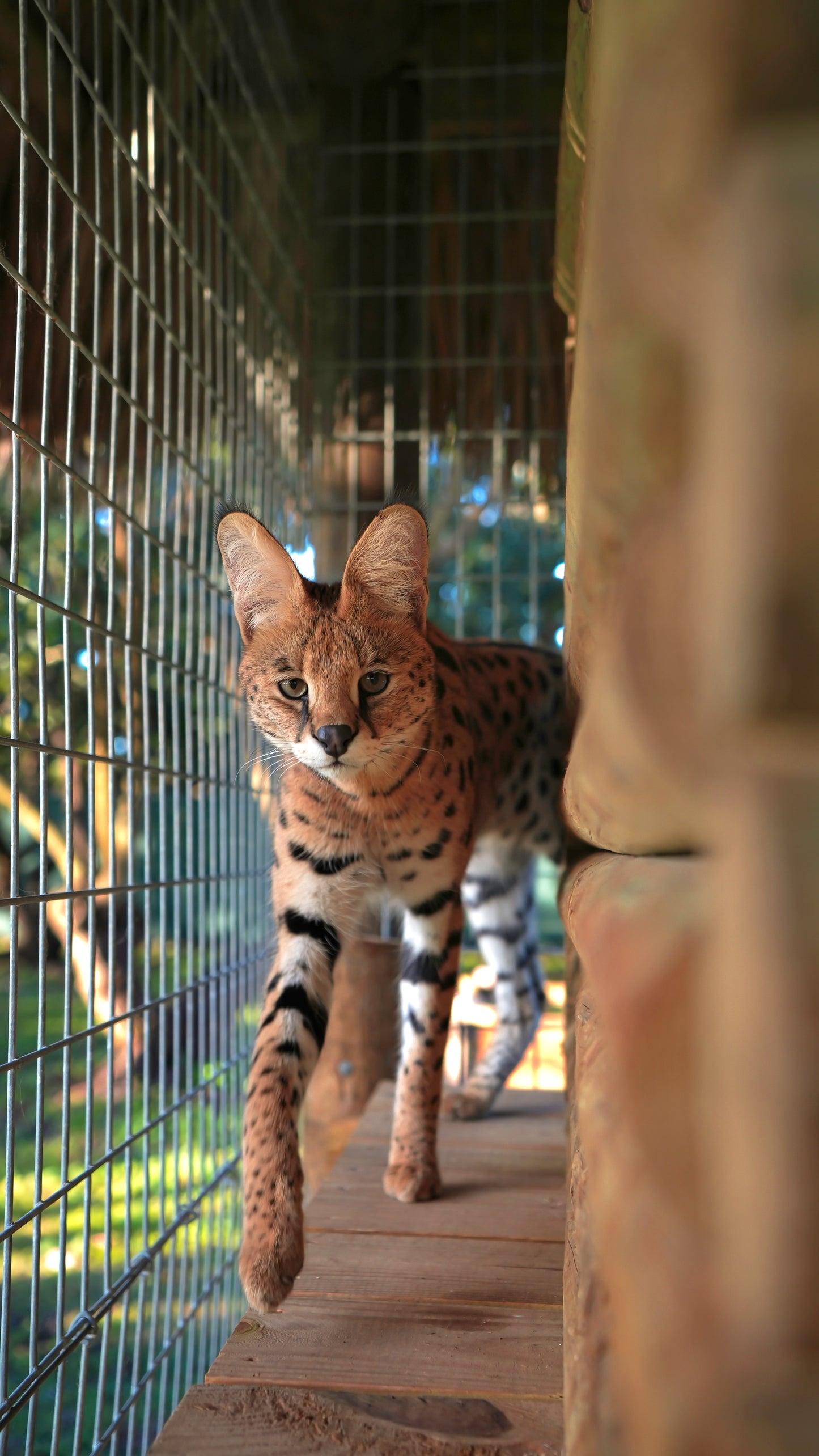 Sponsor Cheech, Chong, China - Serval Cats