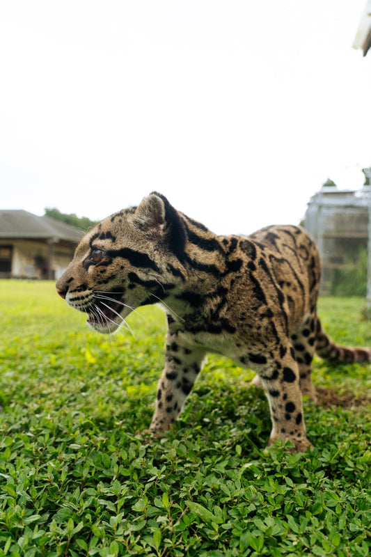 Sponsor Nebula - Clouded Leopard