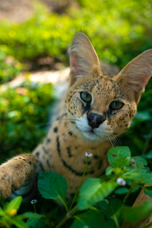 Sponsor Cheech, Chong, China - Serval Cats