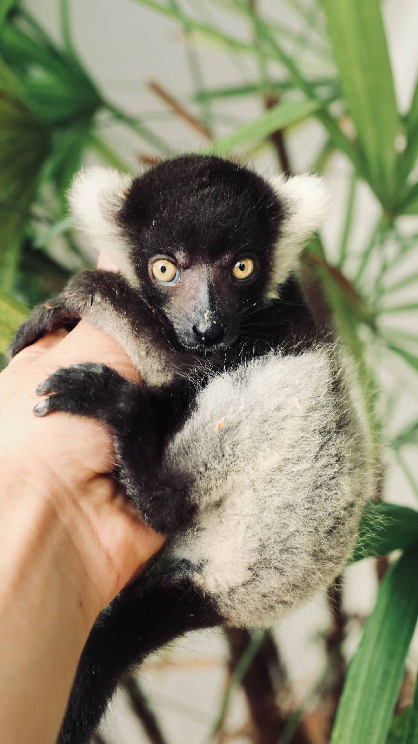 Sponsor Rufus & Ru - Black and White Ruffed Lemurs